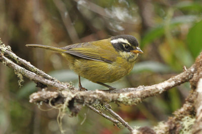 Sooty-capped Bush-tanager