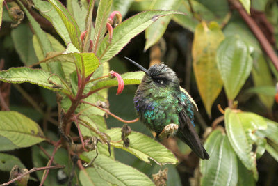 Fiery-throated Hummingbird