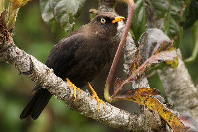 Sooty Thrush