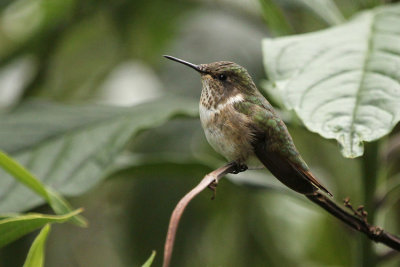 Volcano Hummingbird