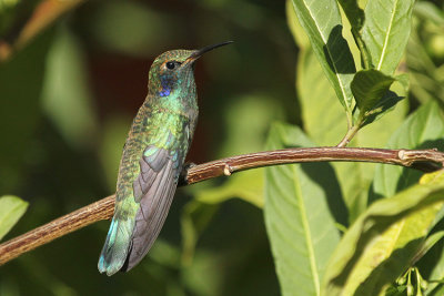 Green Violetear