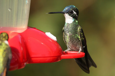 White-throated Mountain-gem