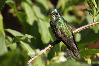 White-throated Mountain-gem