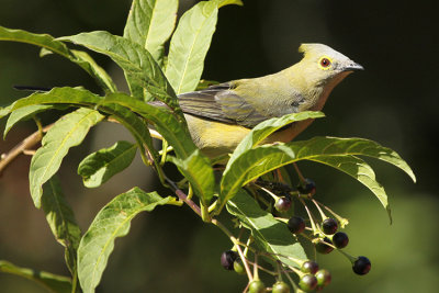 Long-tailed Silky-flycatcher