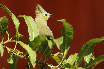 Long-tailed Silky-flycatcher