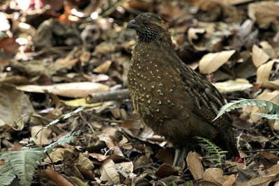 Spotted Wood Quail