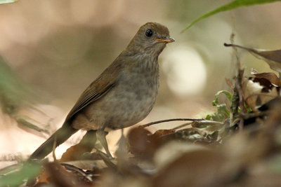 Ruddy-capped Nightingale-thrush