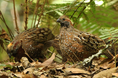 Spotted Wood Quail