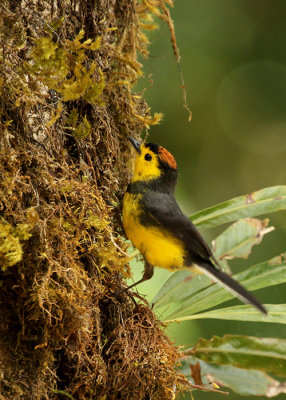 Collared Whitestart