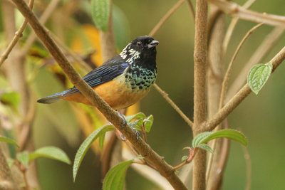 Spangle-cheeked Tanager