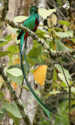 Resplendent Quetzal