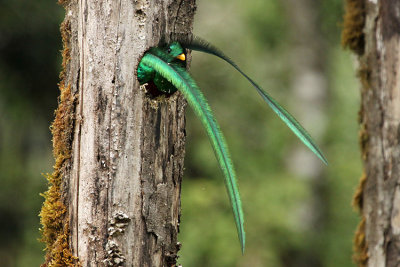 Resplendent Quetzal