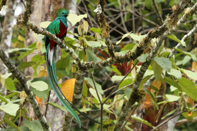 Resplendent Quetzal