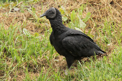 Black Vulture