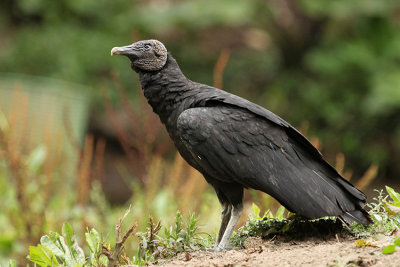 Black Vulture