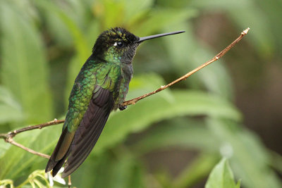 Fiery-throated Hummingbird