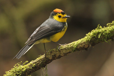 Collared Whitestart