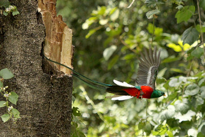 Resplendent Quetzal