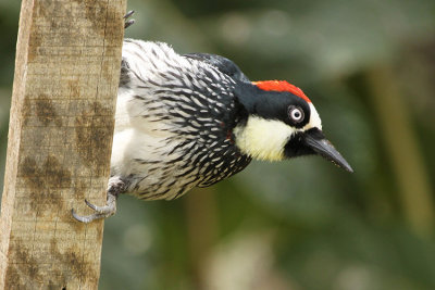 Acorn Woodpecker