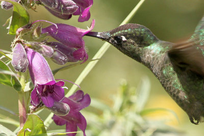 Magnificent Hummingbird