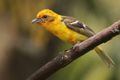 Flame-colored Tanager