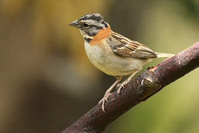 Rufous-collared Sparrow