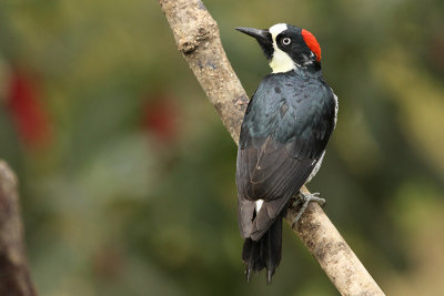 Acorn Woodpecker