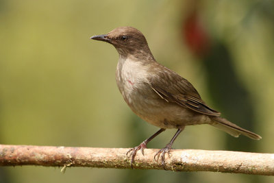 Mountain Thrush