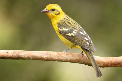 Flame-colored Tanager