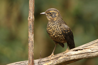 Sooty Thrush