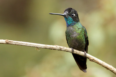 Admirable Hummingbird