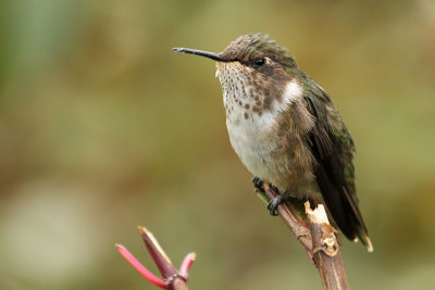 Volcano Hummingbird