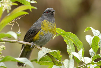 Black-and-yellow Phainoptila
