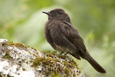 Black Phoebe