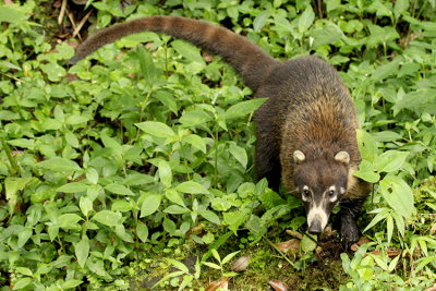 White-nosed Coati