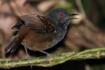 Dull-mantled Antbird