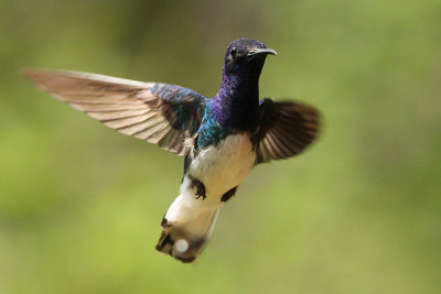 White-necked Jacobin