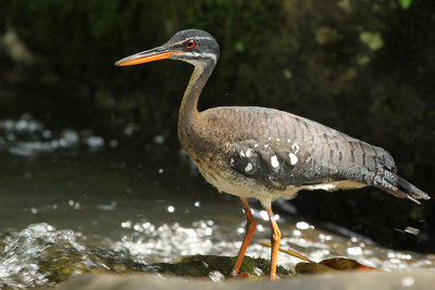 Sunbittern