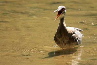 Sunbittern