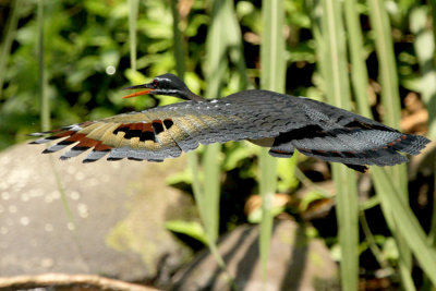 Sunbittern