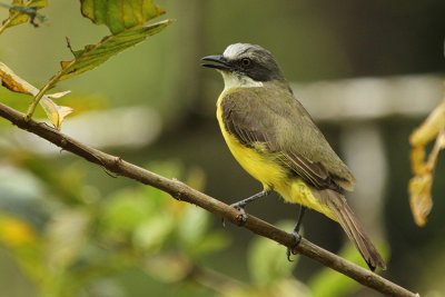 Grey-capped Flycatcher