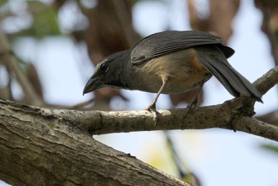 Greyish Saltator