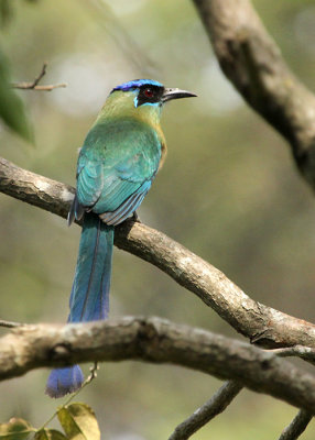 Blue-crowned Motmot