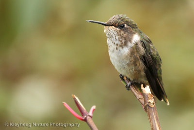 g9/13/767213/3/162010581.nZ9HiSR2.jpg