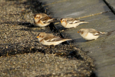 Snow Bunting