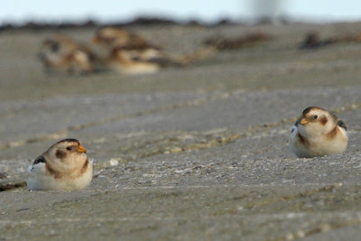 Snow Bunting