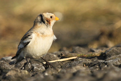 Snow Bunting