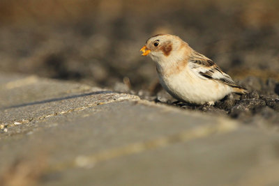 Snow Bunting