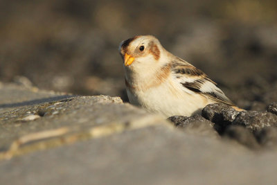 Snow Bunting