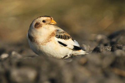 Snow Bunting